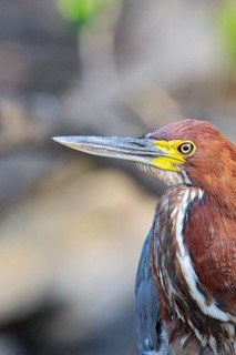 Rufescent tiger heron (Tigrisoma lineatum) Pantanal Brazil