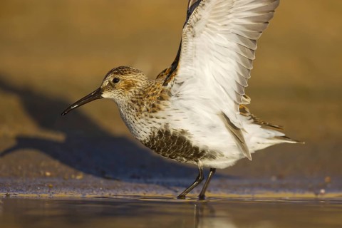 Dunlin (Calidris alpina) foraging, North Rhine-Westphalia, Germany