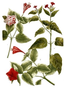Botany, plants, a. mirabilis peruviana, b. mirabilis peruviana flore rubro, c. mirabilis peruviana