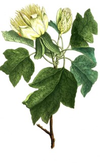 Botany, plants, tulip tree, liriodendron tulipifera, tulipifera virginiana tripartito acris folio