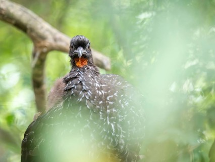 Bronze guan (Penelope obscura) in the forest in a nature reserve in Buenos Aires, Argentina