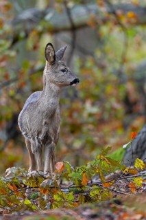 Fawn (Capreolus capreolus) in an autumnal beech forest, autumn, November, Germany