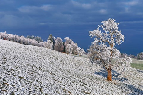 Winter landscape with trees and meadows in hoarfrost, Beinwil, Freiamt, Canton of Aargau,