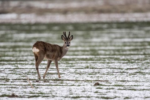 Roe deer (Capreolus capreolus), Lower Saxony, Germany