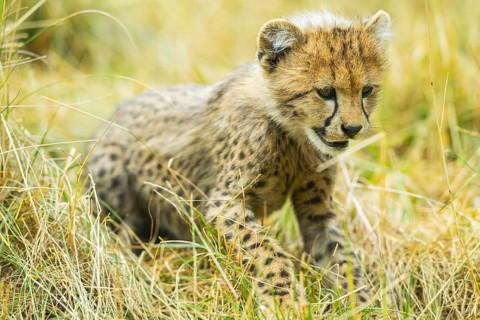 Cheetah (Acinonyx jubatus) youngster standing on a meadow, captive, occurrence Africa