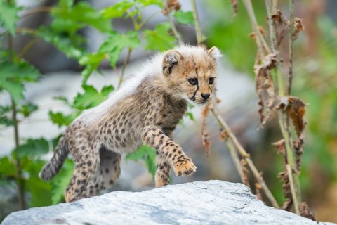 Cheetah (Acinonyx jubatus) youngster walking on a rock, captive, occurrence Africa