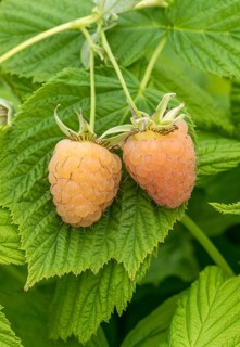Raspberry (Rubus idaeus 'Sugana yellow' TWOTIMER), BS Sämann, Germany