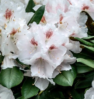 Rhododendron (Rhododendron 'Apollonia'), Rhodo 2014, Germany