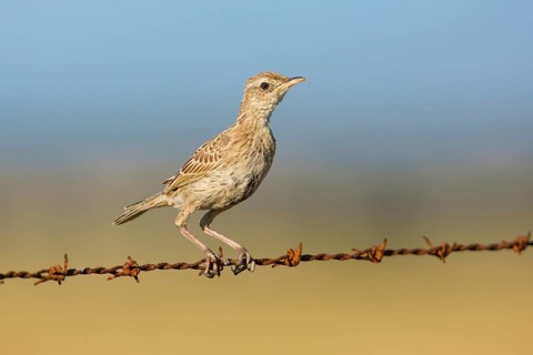 Brown Songlark (Megalurus cruralis) young female perched on a barbed wire fence, Victoria,