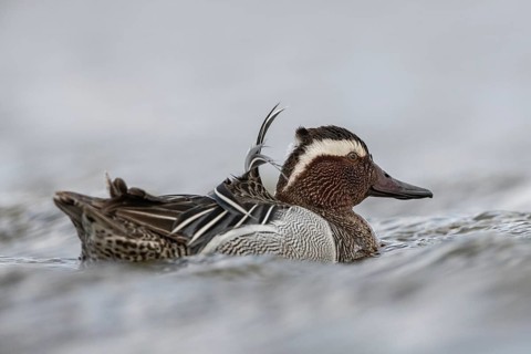 Garganey (Spatula querquedula) male, Schleswig-Holstein, Germany
