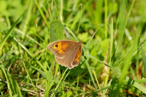 Meadow Brown (Maniola jurtina), grass, pretty close-up, The colourful butterfly sits on a blade of