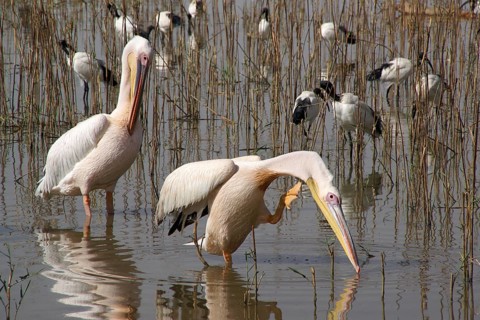 Africa, Ethiopia, pelicans on Lake Langano, Lake Langano, Ethiopia