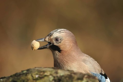 Eurasian Jay (Garrulus glandarius), Lower Saxony, Germany