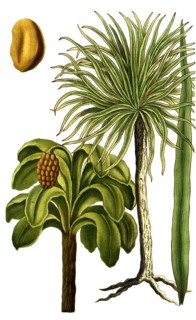 Botany, plants, carnauba palm, Copernicia prunifera Palma prunifera, and oil palm, Elaeis
