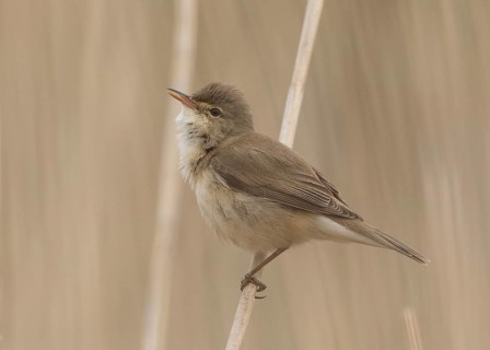Eurasian Reed Warbler (Acrocephalus scirpaceus) perche in reedbed, Wales, United Kingdom
