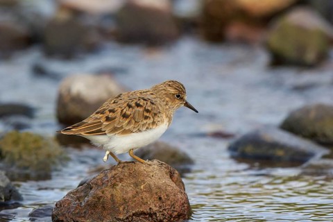 Temminck's Stint (Calidris temminckii), Greece