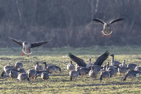 Bean geese (Anser fabalis), Emsland, Lower Saxony, Germany