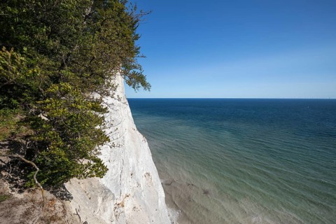 High white chalk cliffs and green beech trees (Fagus sylvatica) at the coast of the milky Baltic