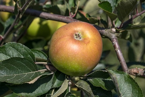 Apple (Malus domestica 'Grüner Winterstettiner'), ZALF Müncheberg, Germany