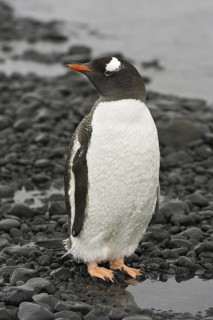 Gentoo Penguin (Pygoscelis papua), Antarctica