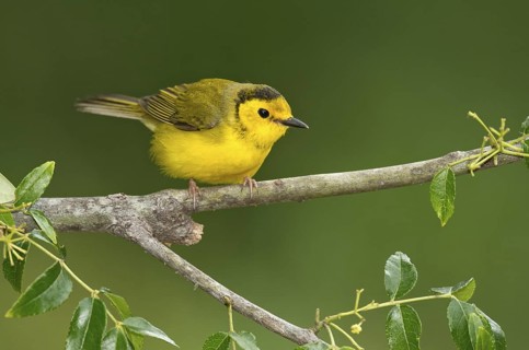 Hooded Warbler (Setophaga citrina) female perched on a branch, Texas, USA