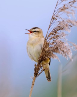 Sedge Warbler (Acrocephalus schoenobaenus) singing, Lower Saxony, Germany