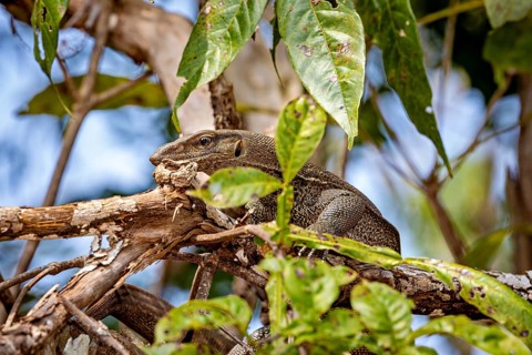 Embedded lizard between branches and leaves in a forest, Bengal monitor lizard near Sigiriya in Sri