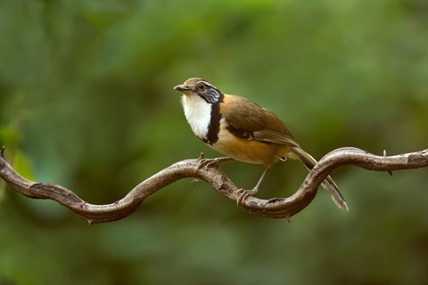 Greater Necklaced Laughingthrush (Garrulax pectoralis), Yunnan, China