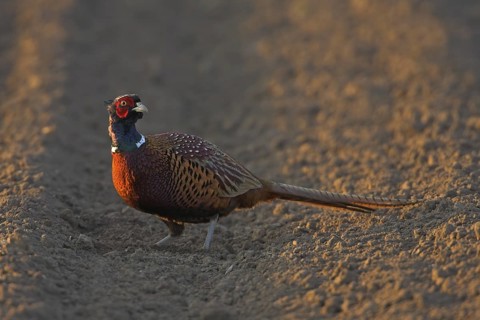 Common Pheasant (Phasianus colchicus) male, Rhineland-Palatinate, Germany
