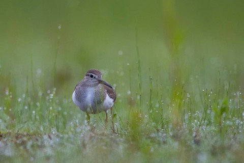 Common Sandpiper (Actitis hypoleucos) foraging, North Rhine-Westphalia, Germany