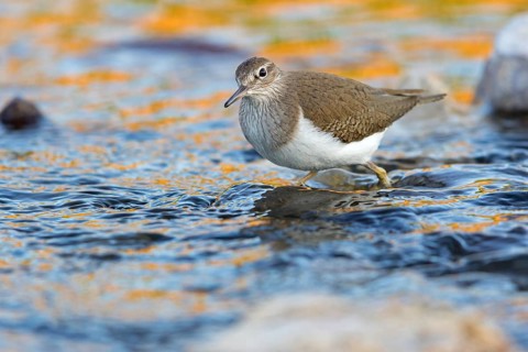 Flussuferläufer, Flußuferläufer, Common Sandpiper, Actitis hypoleucos, Tringa hypoleucos, Chevalier