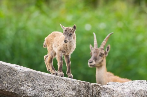 Alpine ibex (Capra ibex), youngster with its mother on a rock, Bavaria, Germany