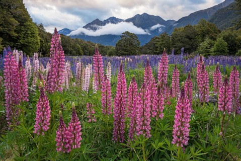 Landscape in New Zealand with mountains and flowering lupines (Lupinus) . Cascade Creek, Fiordland