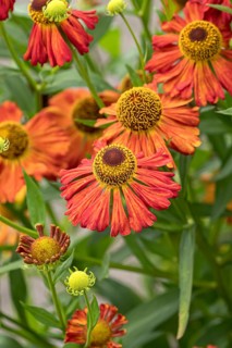 Sunflower (Helenium 'Septemberfox'), RHS Garden Bridgewater, Great Britain