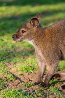 Red-necked wallaby or Bennett's wallaby (Macropus rufogriseus) with cub in her pouch, sits on a