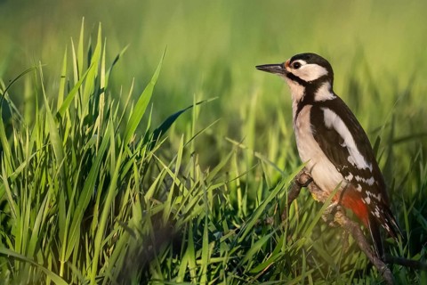 Great spotted woodpecker (Dendrocopos major) sitting on a branch in a meadow, Baden-Württemberg,