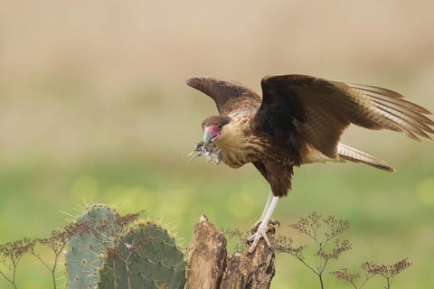 Northern Crested Caracara (Caracara cheriway) juvenile with wild mouse, Texas, USA