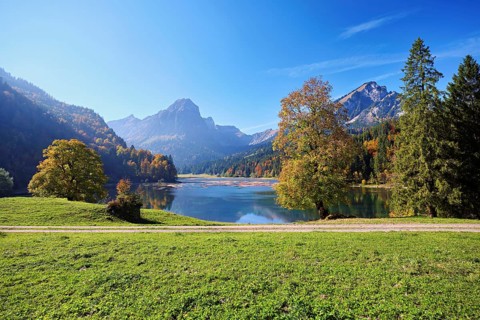 Autumn-coloured sycamore maple (Acer pseudo plantanus), at Obersee, Näfels, Canton Glarus,