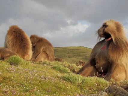 Djelada, blood-breasted baboon (therpithecus gelada) sitting in a meadow with a mountainous, sunny