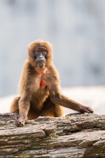 Gelada (Theropithecus gelada) sitting on an old tree trunk, captive, Germany