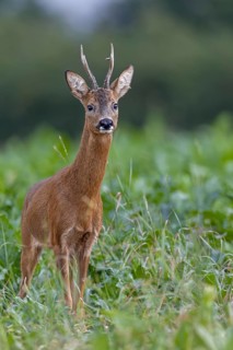 Roebuck (Capreolus capreolus) looking for a doe in the leaf season, leaf season, mating season,