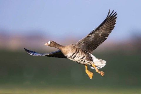 Greater White-fronted Goose (Anser albifrons) flying, North Rhine-Westphalia, Germany