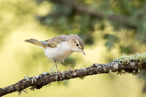 Western Bonelli's Warbler (Phylloscopus bonelli) perched on a branch, Andalusia, Spain