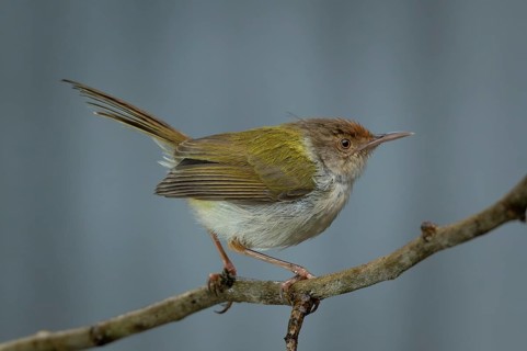 A Common Tailorbird (Orthotomus sutorius), Sreepur, Gazipur, bangladesh