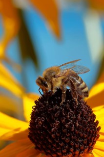 European honey bee (Apis mellifera), collecting nectar from a flower of yellow coneflower
