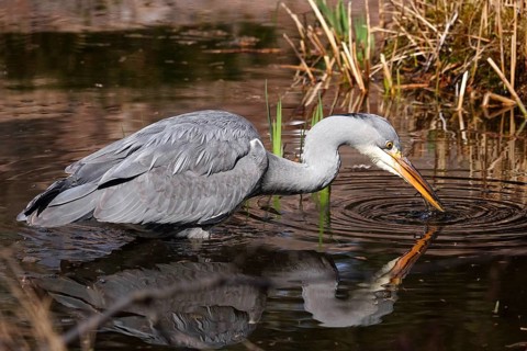 Grey heron in a lake, spring, Germany