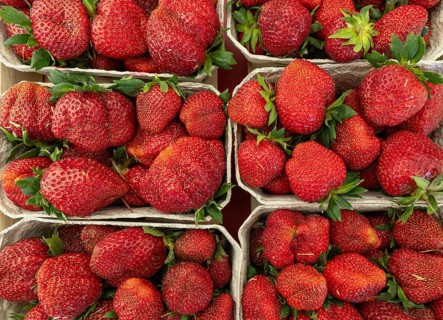 Freshly harvested red strawberries in cardboard punnets at a market stall. Local seasonal fruit