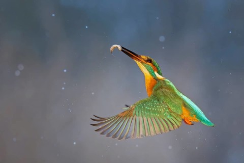 Kingfisher (Alcedo atthis) winter and frost, hunting, catching fish, flying with prey, dive,