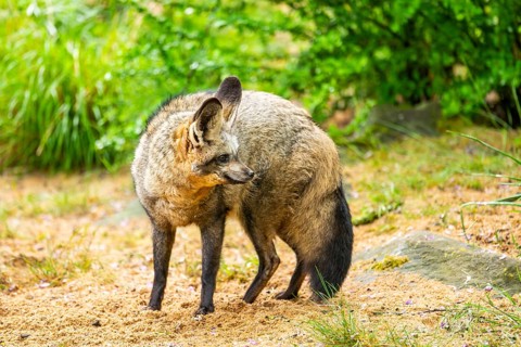 Bat-eared fox (Otocyon megalotis) walking on the ground looking for food, Bavaria, Germany