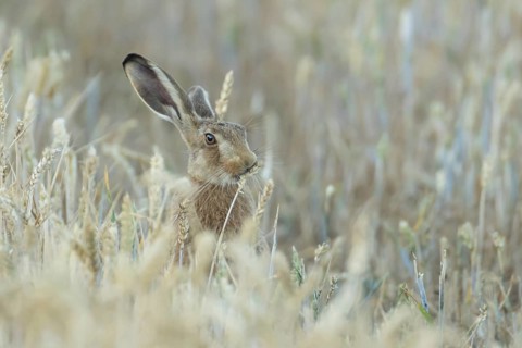 European brown hare (Lepus europaeus) adult animal feeding on a wheat sheath in a farmland field in